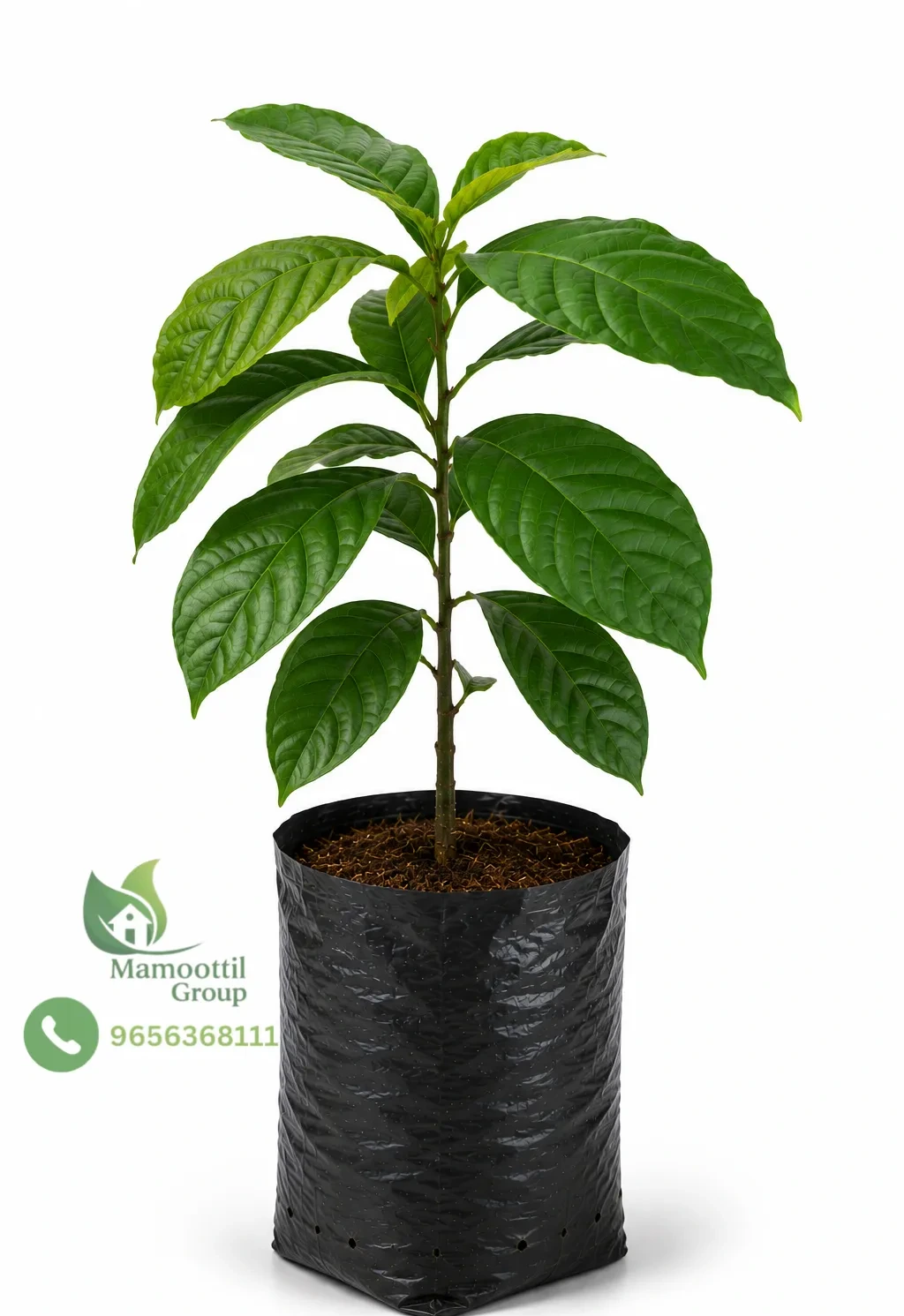 Cocoa Sapling